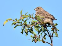 Finch2.jpg