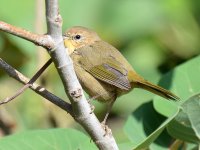 YellowThroat.jpg