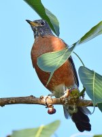 Robin4.jpg