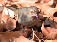 Towhee5.jpg