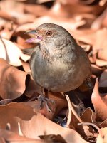 Towhee7.jpg