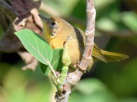 YellowThroat2.jpg