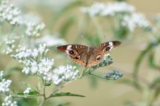 _DSC3013-Edit (1000x667).jpg