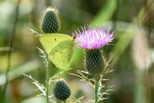 _DSC3044-Edit (1000x667).jpg