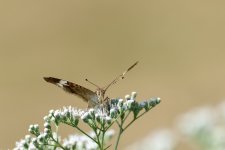 _DSC3068-Edit (1000x668).jpg