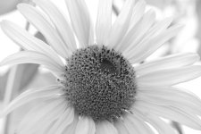 Sunflower b&w #837354849.jpg
