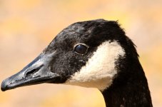 5th Sept 2015 005.JPG