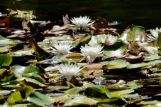 5th Sept 2015 042.JPG