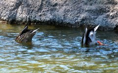 5th Sept 2015 064.JPG