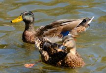 5th Sept 2015 083.JPG