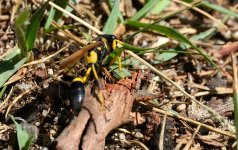 5th Sept 2015 088.JPG