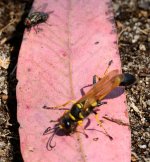 5th Sept 2015 093.JPG