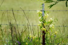 Wildflower- (1000x667).jpg