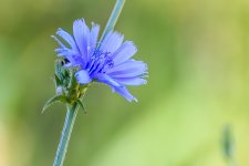 Wild flower- (1000x668).jpg