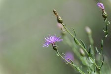 Wild flower--2 (1000x668).jpg