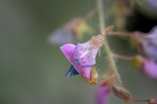 wildflower-2782 (1000x668).jpg