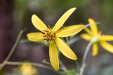 wildflower- (3) (1000x667).jpg