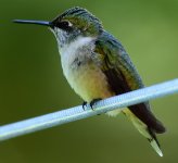DSC_3730.JPG