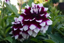DSC_5124.jpg