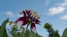 DSC_5125.jpg