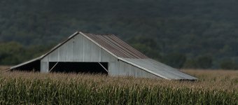 barn roof in cornfield.jpg