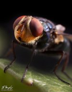 housefly.jpg