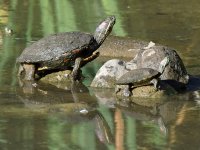 Turtles.jpg