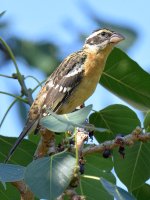 Grosbeak2.jpg