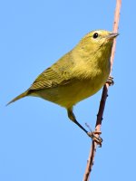 OrangeCrownedWarbler.jpg