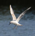 DSC_0135.jpg