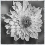 _AAA6175_edit.jpg