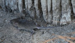 6th Sept 2015 020.JPG