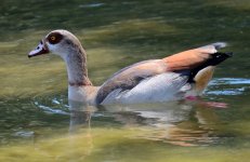 6th Sept 2015 009.JPG