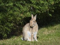 Wabbit.jpg
