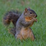 Squirrel.jpg