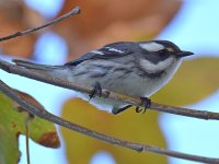 BlackThroatWarbler.jpg