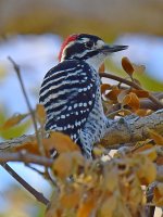 NuttalsWoodpecker2.jpg