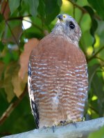 Hawk2.jpg