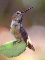 Hummer3.jpg