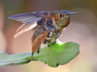 Hummer.jpg
