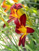 7th Sept 2015 072.JPG