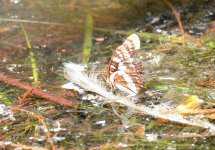 7th Sept 2015 061.JPG