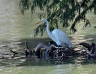 7th Sept 2015 038.JPG