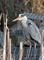 DSC_5311.jpg