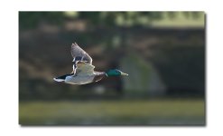 DSC_8041.jpg