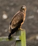 DSC_3314-2.jpg