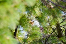 DSC_4247-2.jpg