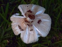 Shroom.jpg