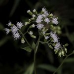 _DSC8566-Edit.jpg