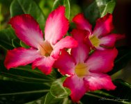 red-flower-neighbor-1.jpg